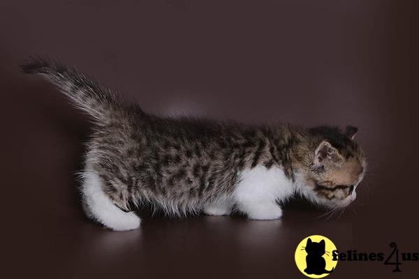 sweet_kitty90 Picture 1